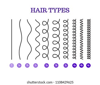 Vector Illustration of a Hair Types chart displaying all types and labeled. Curl types.