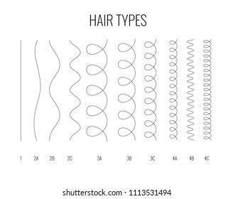 Vector Illustration of a Hair Types chart displaying all types and labeled. Curl types.