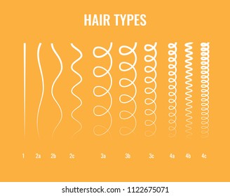 Vector Illustration of a Hair Types chart displaying all types and labeled. Curl types.