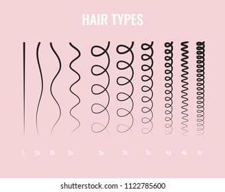 Vector Illustration of a Hair Types chart displaying all types and labeled. Curl types.