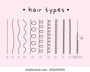Vector Illustration of a Hair Types chart displaying all types Curl types wavy types transition to natural hair