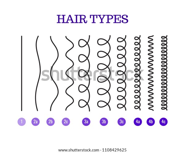 Vector Illustration of a Hair Types\
chart displaying all types and labeled. Curl\
types.