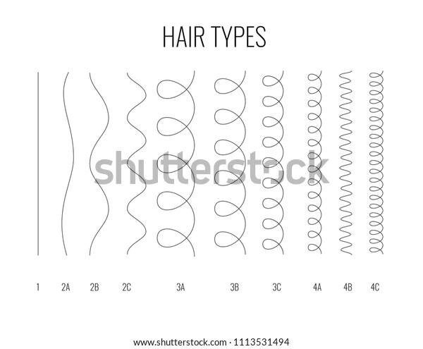 Vector Illustration Hair Types Chart Displaying Stock Vector