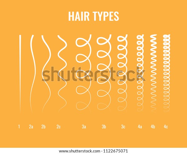 Vector Illustration Hair Types Chart Displaying Stock Vector