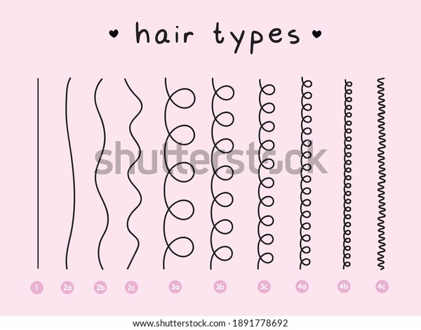 Vector Illustration of a Hair Types chart\
displaying all types Curl types wavy\
types