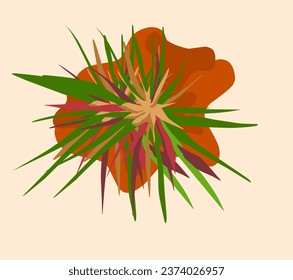 vector illustration of hairy crab plant (Digitaria Sanguinalis)