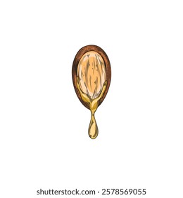 Vector illustration of half of argan fruit with oil flowing out, hand drawn. Watercolor outline sketch of Organic plant. Skin care cosmetic product. Argan oil. Jojoba. Isolated background.