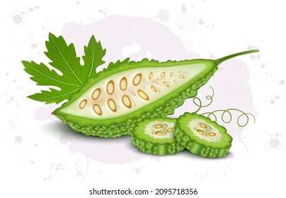 Vector illustration of a half bitter gourd with two round bittergourd slices