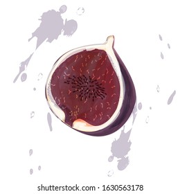 Vector illustration half of figs on a white background. Fresh, ripe, tasty, juicy slice of figs. Tropical vegetarian food design element, fig slice isolated on white.