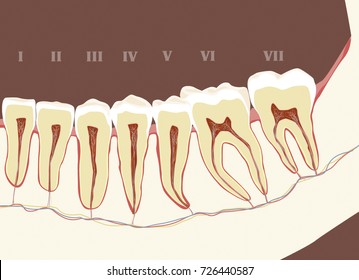 Vector illustration -Half of mandible with teeth - cross section