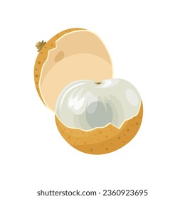 Vector illustration, half peeled longan fruit, isolated on white background.
