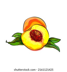 Vector illustration of a half ripe peach.  Isolated white. Full-color. The flat style is stylized.