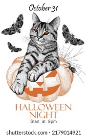 Vector illustration of halloween invitation template in engraving style. Graphic linear striped cat sits on a carved pumpkin, around the moths, spider, cobweb