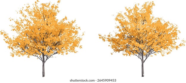 Ilustração vetorial de Hamamelis × intermedia e Populus tremula outono pequenas árvores, vista frontal, corte isolado, desenho de árvore sazonal, folhagem decídua, elemento paisagem,