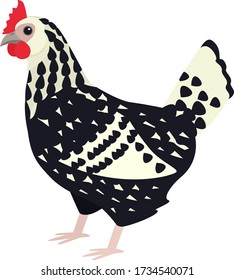 Vector illustration of a Hamburg chicken Isolated object set