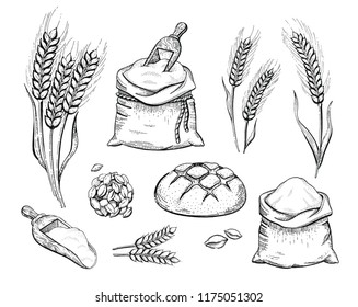 Vector illustration of hand draw bakery set: flour bag, bread, wheat ear, sketched concept. Black ink line art drawing isolated on white background. Organic food graphic. Engraving retro vintage icons