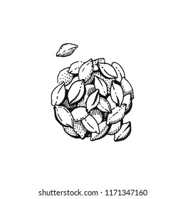 Vector illustration of hand draw wheat corn. Cereal bread sketched concept. Black line art drawing, ear crop isolated on white background. Gluten food ingredient graphics. Engraving retro vintage icon