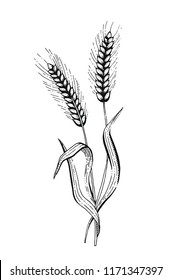 Vector illustration of hand draw wheat ears. Cereal bread sketched concept. Black line art drawing, ear crop isolated on white background. Gluten food ingredient graphics. Engraving retro vintage icon