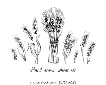 Wheat Sketch Images Stock Photos Vectors Shutterstock