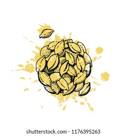 Vector illustration of hand draw wheat ears. Cereal bread sketched concept. Black line art drawing with watercolor ear crop isolated on white background. Gluten food ingredient. Engraving vintage icon