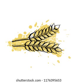 Vector illustration of hand draw wheat ears. Cereal bread sketched concept. Black line art drawing with watercolor ear crop isolated on white background. Gluten food ingredient. Engraving vintage icon