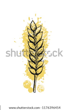 Vector illustration of hand draw wheat ears. Cereal bread sketched concept. Black line art drawing with watercolor ear crop isolated on white background. Gluten food ingredient. Engraving vintage icon