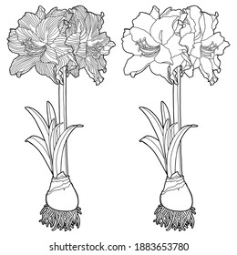 Vector illustration. Hand drawing amaryllis. Amaryllis or hippeastrum with bulb and roots. Botanical illustration. Coloring page.