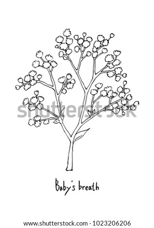 Vector Illustration Hand Drawing Babys Breath Stock Vector (Royalty