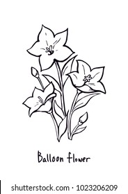 Vector Illustration. Hand drawing Balloon flowers. Line art with white background.