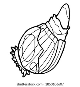 Vector illustration. Hand drawing botanical illustration. Spring flower bulb. Coloring page. Black line isolated on white background.