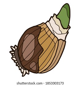 Vektorgrafik. Handzeichnung botanische Illustration. Frühlingsblühbirne.