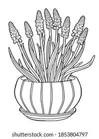 Vector illustration. Hand drawing botanical illustration. Blue muscari. Spring flowers in a pot. Bulbous plants. black line. Coloring page.