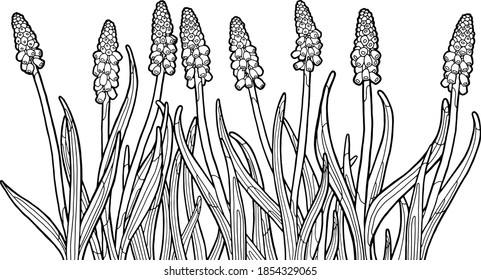 Vector illustration. Hand drawing botanical illustration. Muscari. Spring flowers. Bulbous plants. Black line. Coloring page.