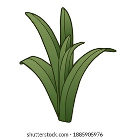 Vector illustration. Hand drawing botanical illustration. Narrow leaves. Leaves of a bulbous plant. Lily, iris, amaryllis. 