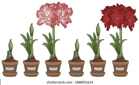 Vector illustration. Hand drawing botanical illustration. Growth stages of bulbous domestic flowers. Potted amaryllis or hippeastrum. 