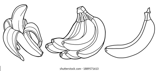 Vector illustration. Hand drawing botanical illustration. Coloring page. Peeled banana. A bunch of bananas. Bananas of different shapes.