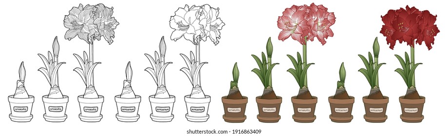 Vector illustration. Hand drawing botanical illustration. Growth stages of bulbous domestic flowers. Potted amaryllis or hippeastrum. Coloring page.