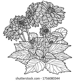 Vector illustration. Hand drawing dahlia. Blossom and leaves. Coloring page. Coloring book for adults. Botanical illustration.
