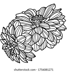 Vector illustration. Hand drawing dahlia. Blossom. Coloring page. Coloring book for adults. Botanical illustration.