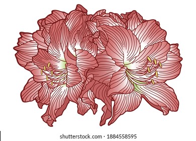 Vector illustration. Hand drawing flower buds. Pink amaryllis, hippeastrum and lilies. Isolated on white.