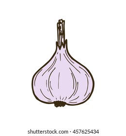 Vector illustration of hand drawing garlic. Vegetarian, healthy food illustration. Beautiful design elements.