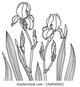 Vector illustration. Hand drawing irises. Blossom and leaves. Coloring page. Coloring book for adults. Botanical illustration.