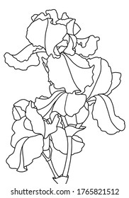 Vector illustration. Hand drawing irises. Blossom. Coloring page. Coloring book for adults. Botanical illustration.
