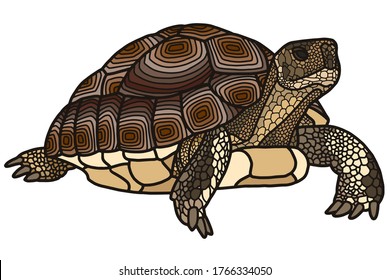 Vector Illustration Hand Drawing Land Tortoise Stock Vector (royalty 