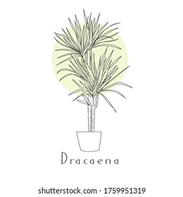 Vector Illustration Hand Drawing Linear Outline Houseplant Dracaena