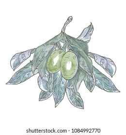 Vector illustration. The hand drawing is made on a digital graphic tablet. Green olives on a branch with leaves.
