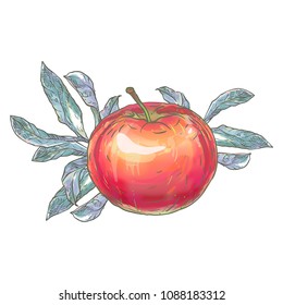 Vector illustration. The hand drawing is made on a digital graphic tablet. Ripe apple on a branch with leaves.
