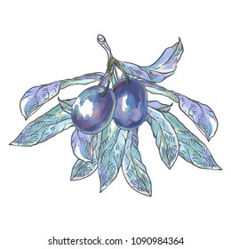 Vector illustration. The hand drawing is made on a digital graphic tablet. Plums on the branch.