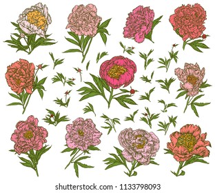 Vector illustration. Hand drawing on a graphic tablet.Set of pink peonies. On a white background.