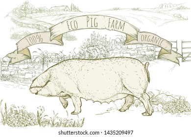 Vector illustration. Hand drawing on a graphic tablet. Pigs on a background of a large farm.